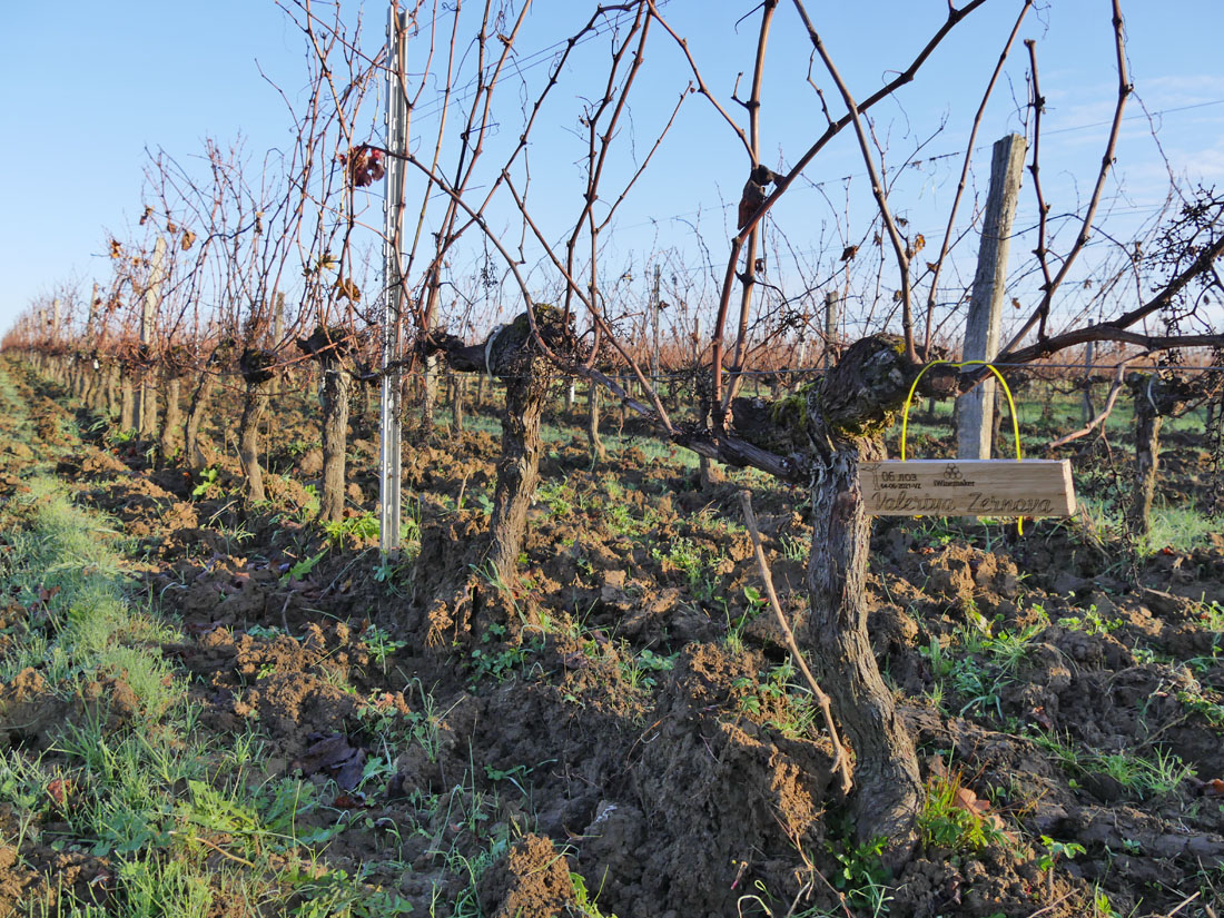 Виноградник на урожай